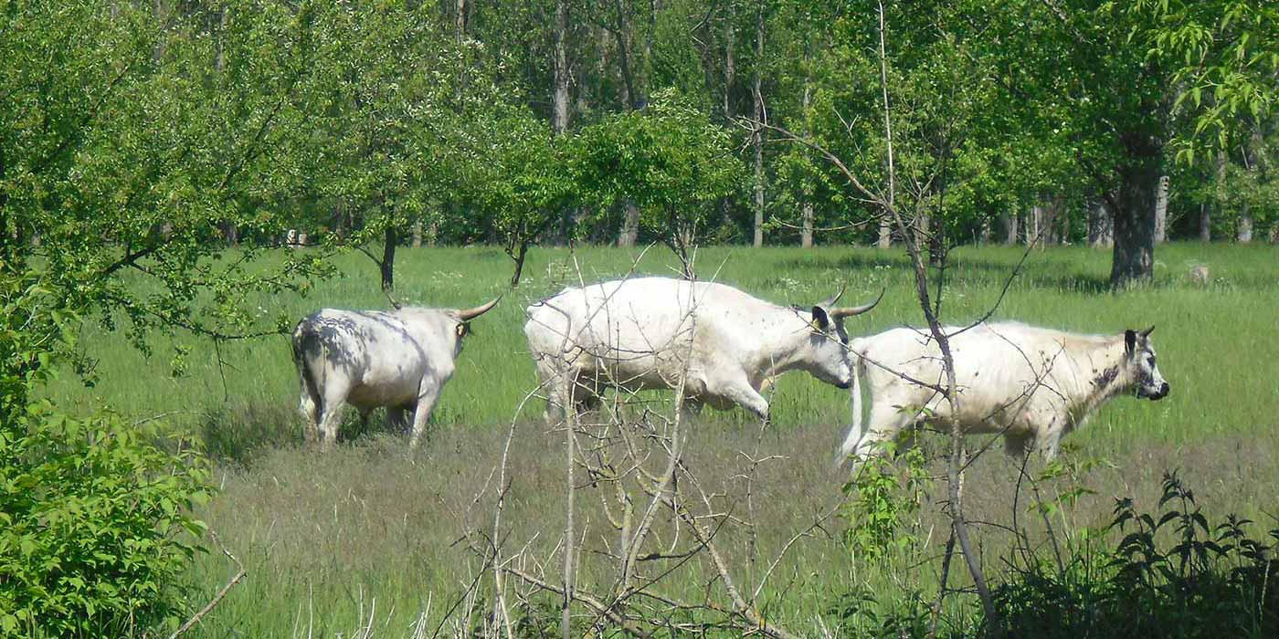 Rinder bei der Beweidung auf einer Wiese im Bucher Forst