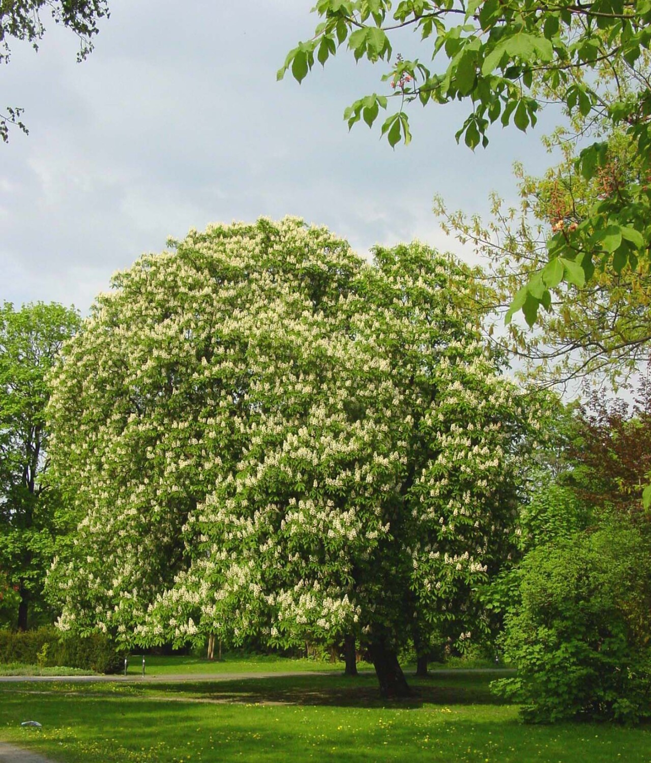 Balkan-Rosskastanie (Aesculus hippocastanum), 2015
