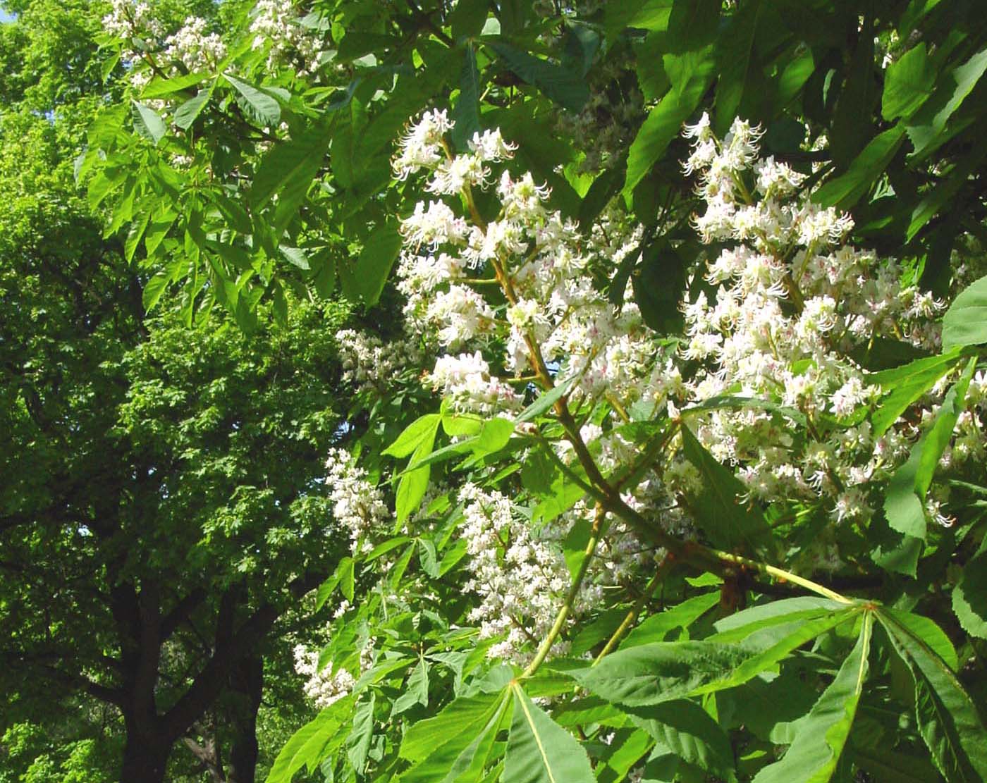 Blüte der Balkan-Rosskastanie