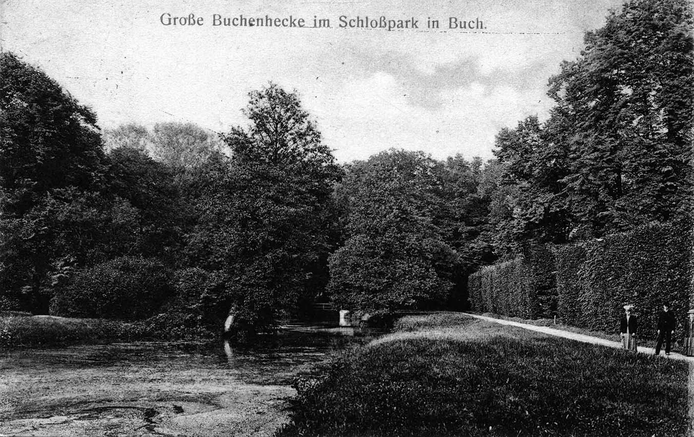Große Buchenhecke im Schlosspark Buch
