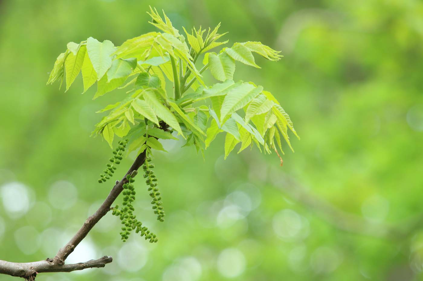 Schwarznuss-Blüte (Juglans nigra), 2015
