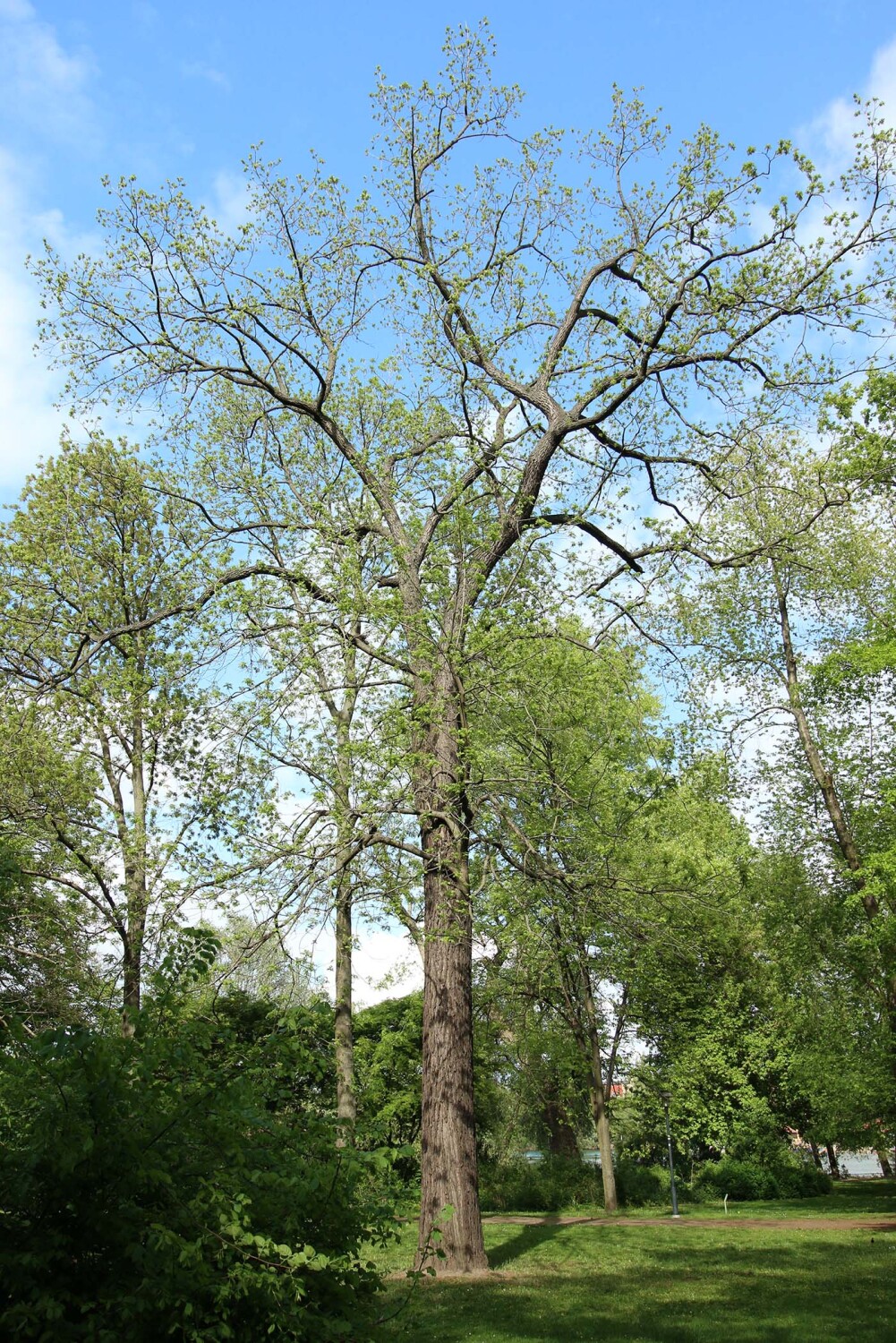 Schwarznuss (Juglans nigra) im Park am Weißen See, 2015