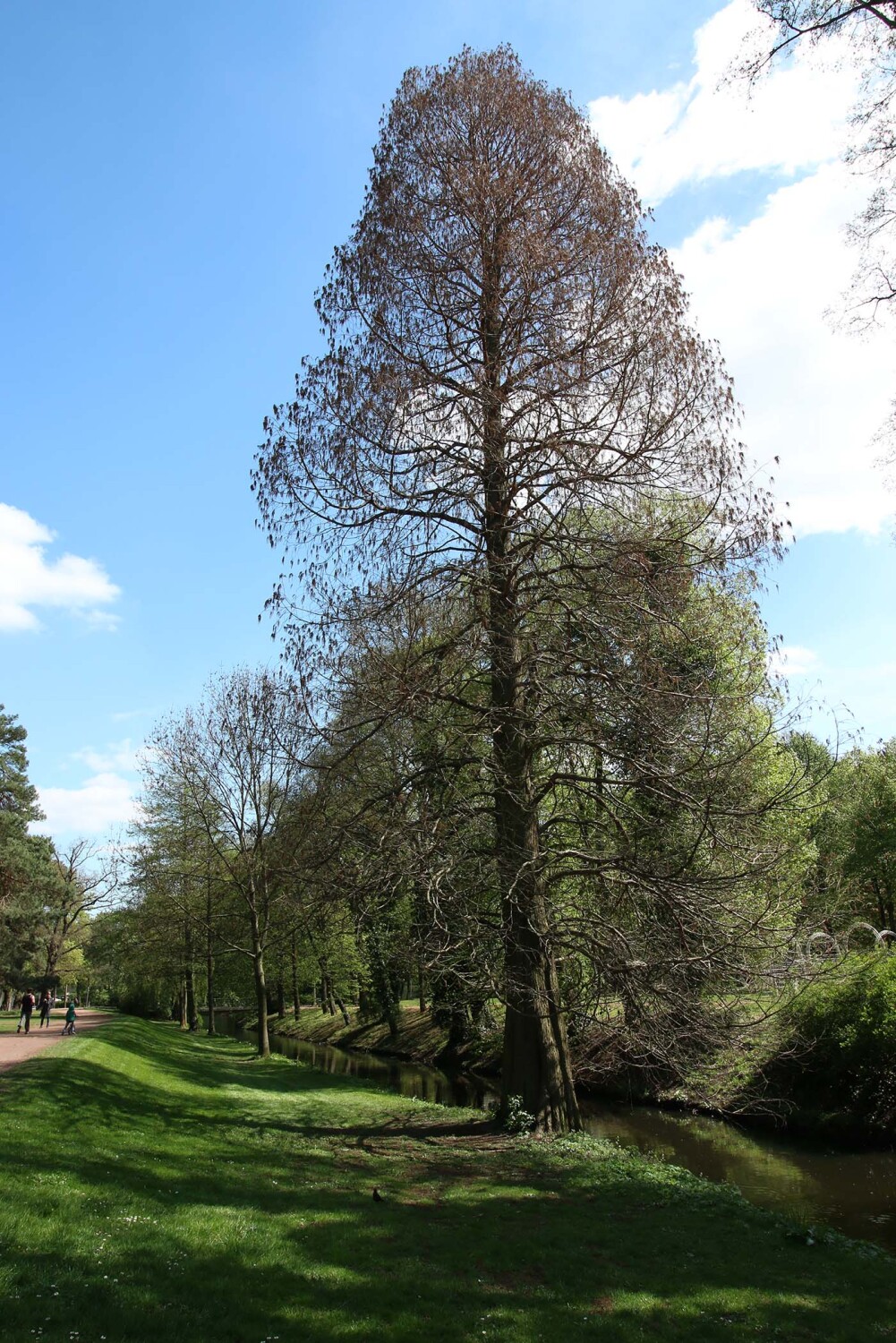 Sumpfzypresse (Taxodium distichum) im Bürgerpark, 2015