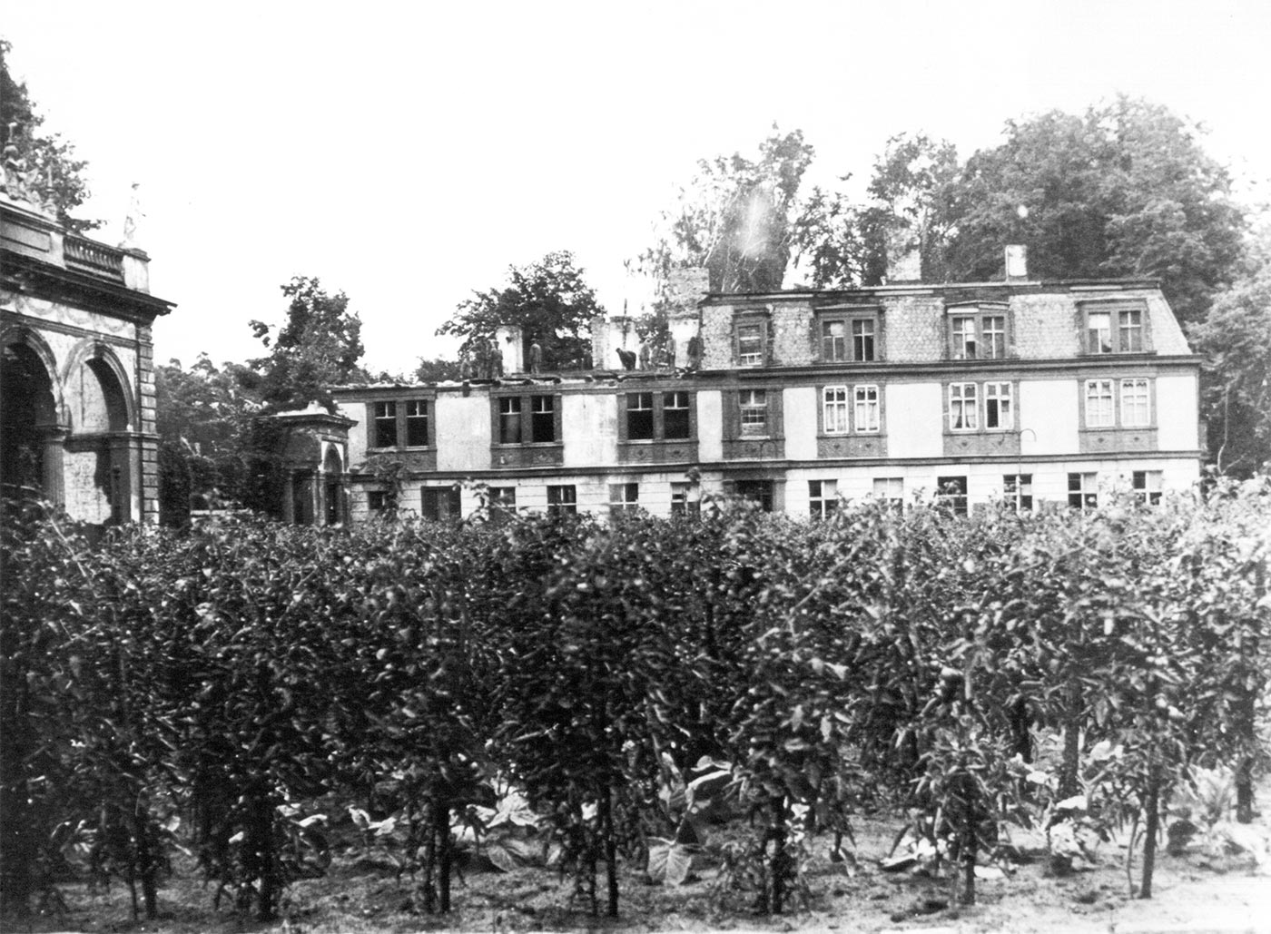 Tomatenpflanzen vor der Ruine des Herrenhauses im Bürgerpark, 1947