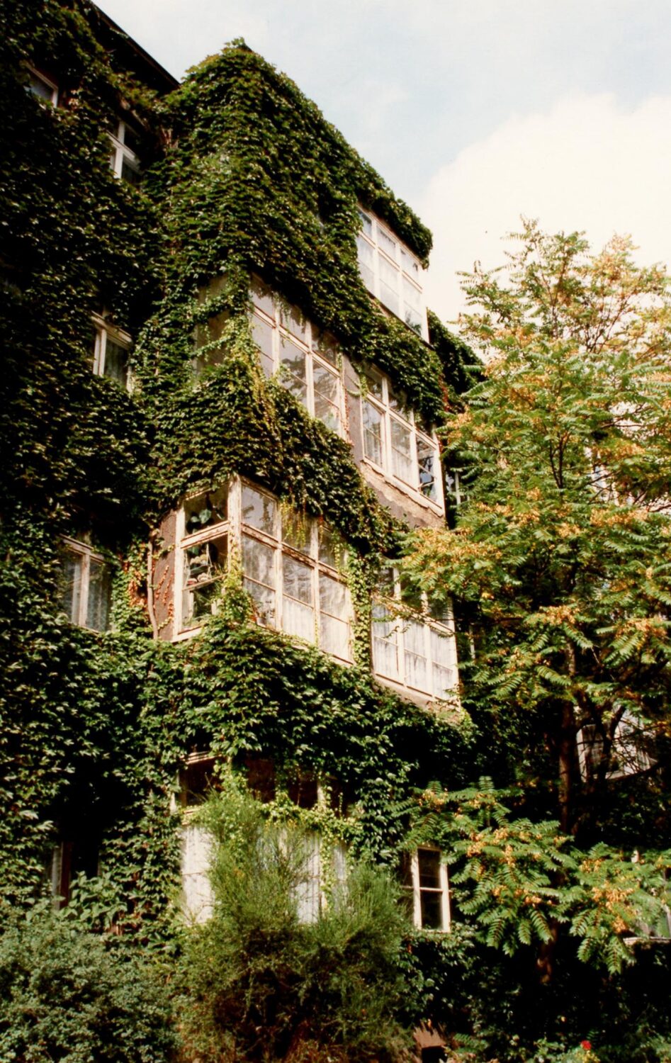 Begrünung durch Klettergehölze in der Varnhagenstraße, 2005