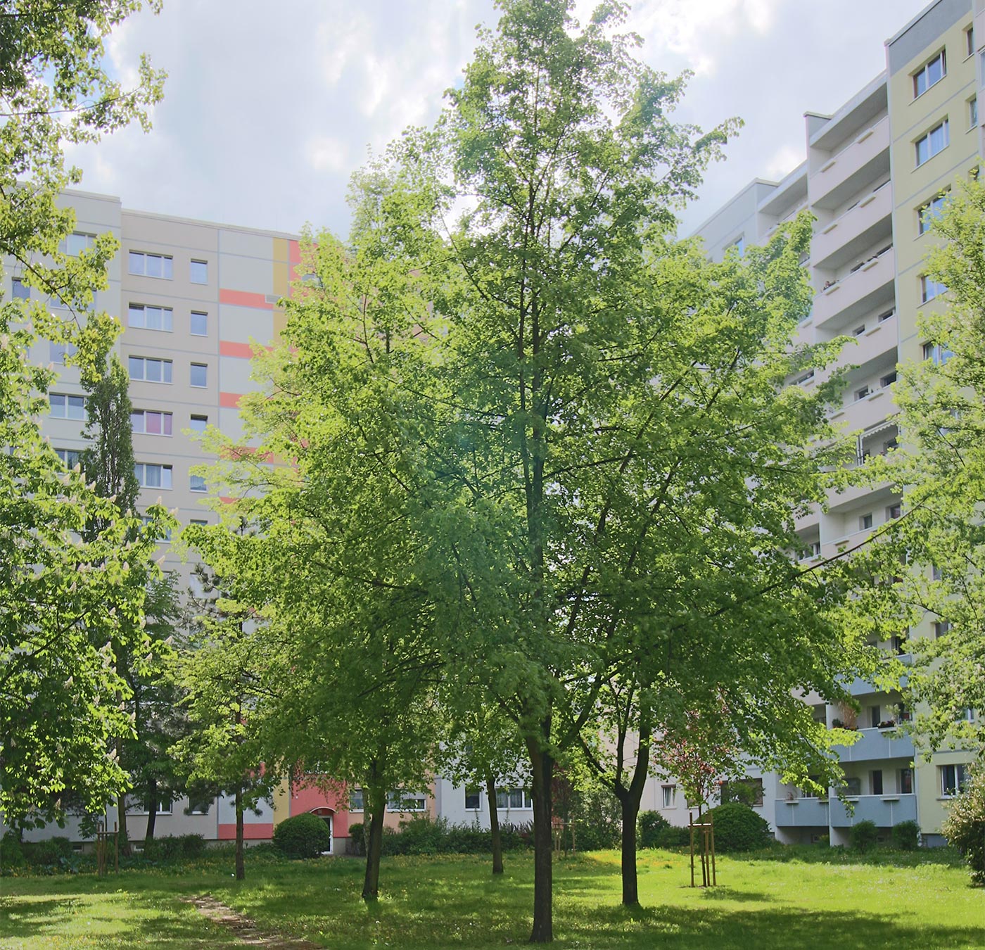 Begrünte Innenhöfe im Baugebiet Greifswalder Straße, 2015