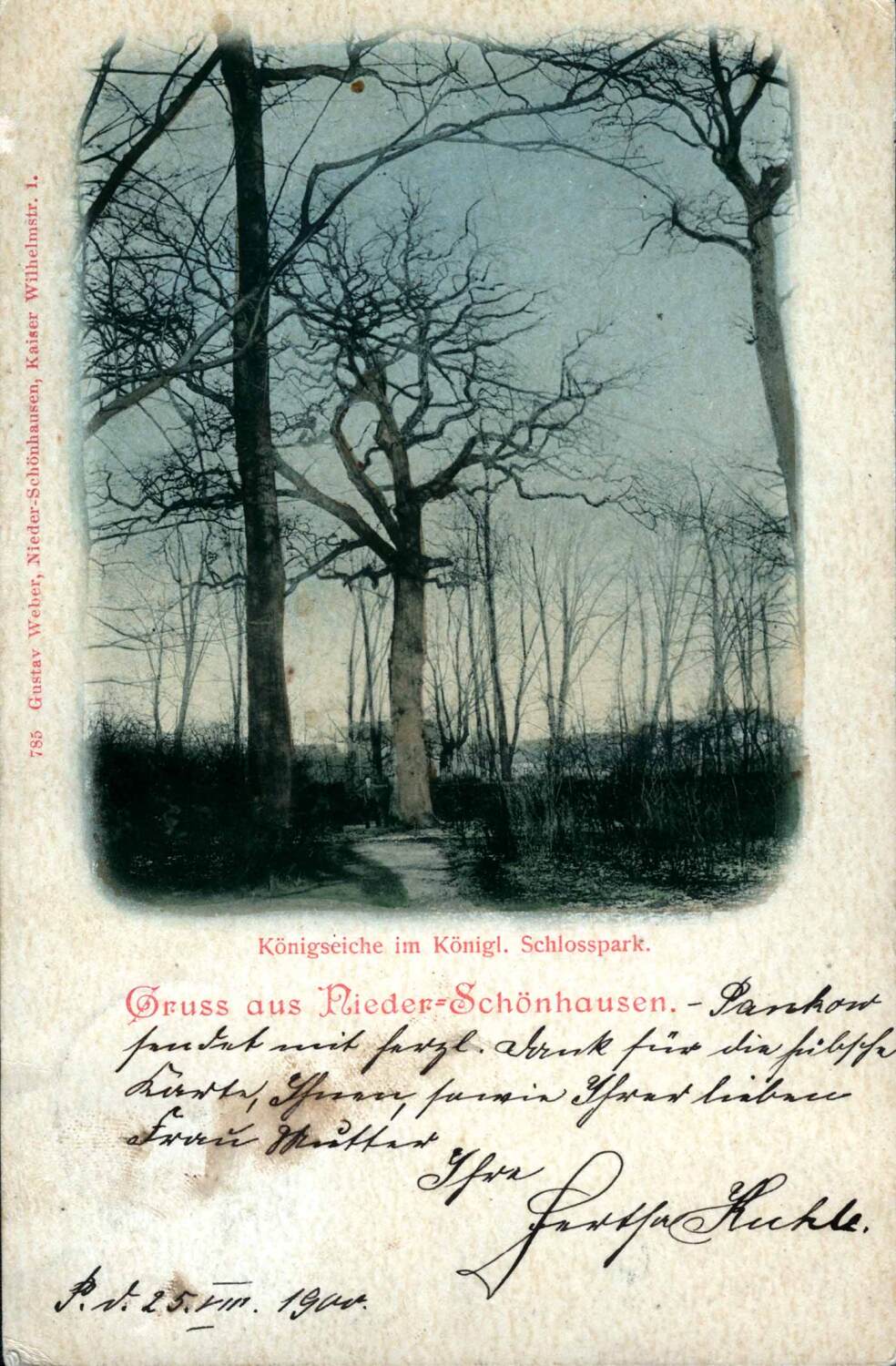 „Königseiche" im Schlosspark Schönhausen 190