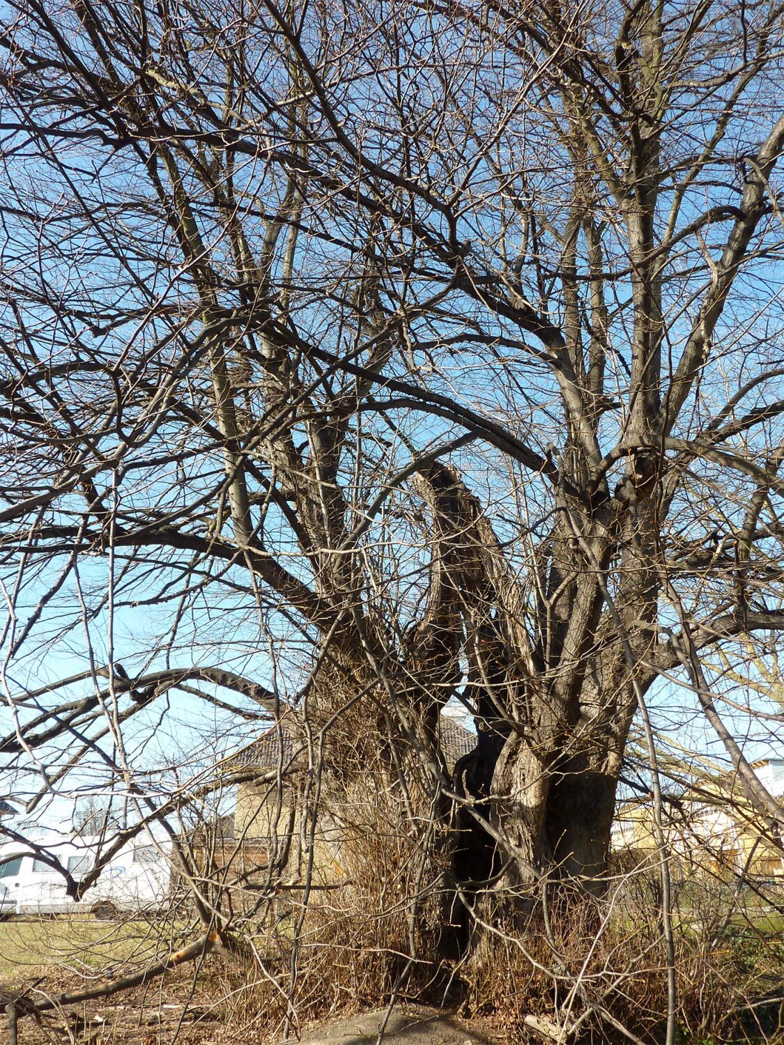 Alte Linde in Rosenthal (Winterbild), 2015