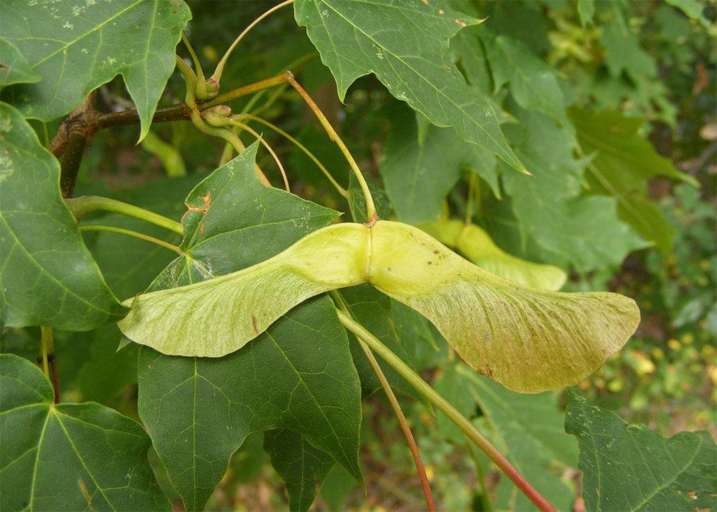 Ahornfrucht, 2012