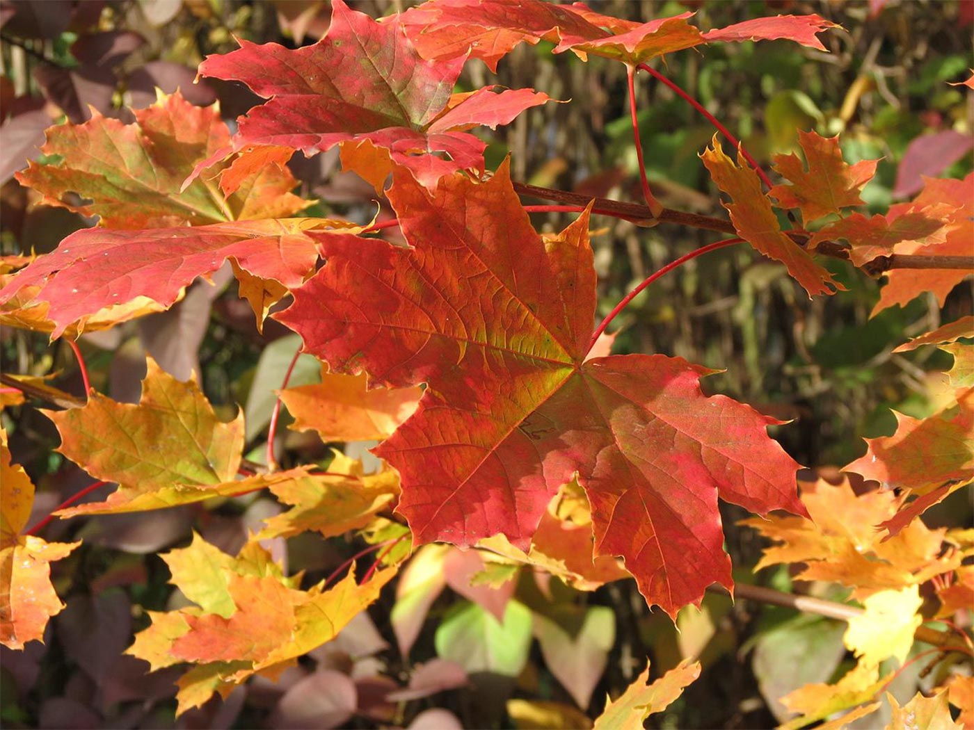 Herbstlich gefärbtes Ahornblatt