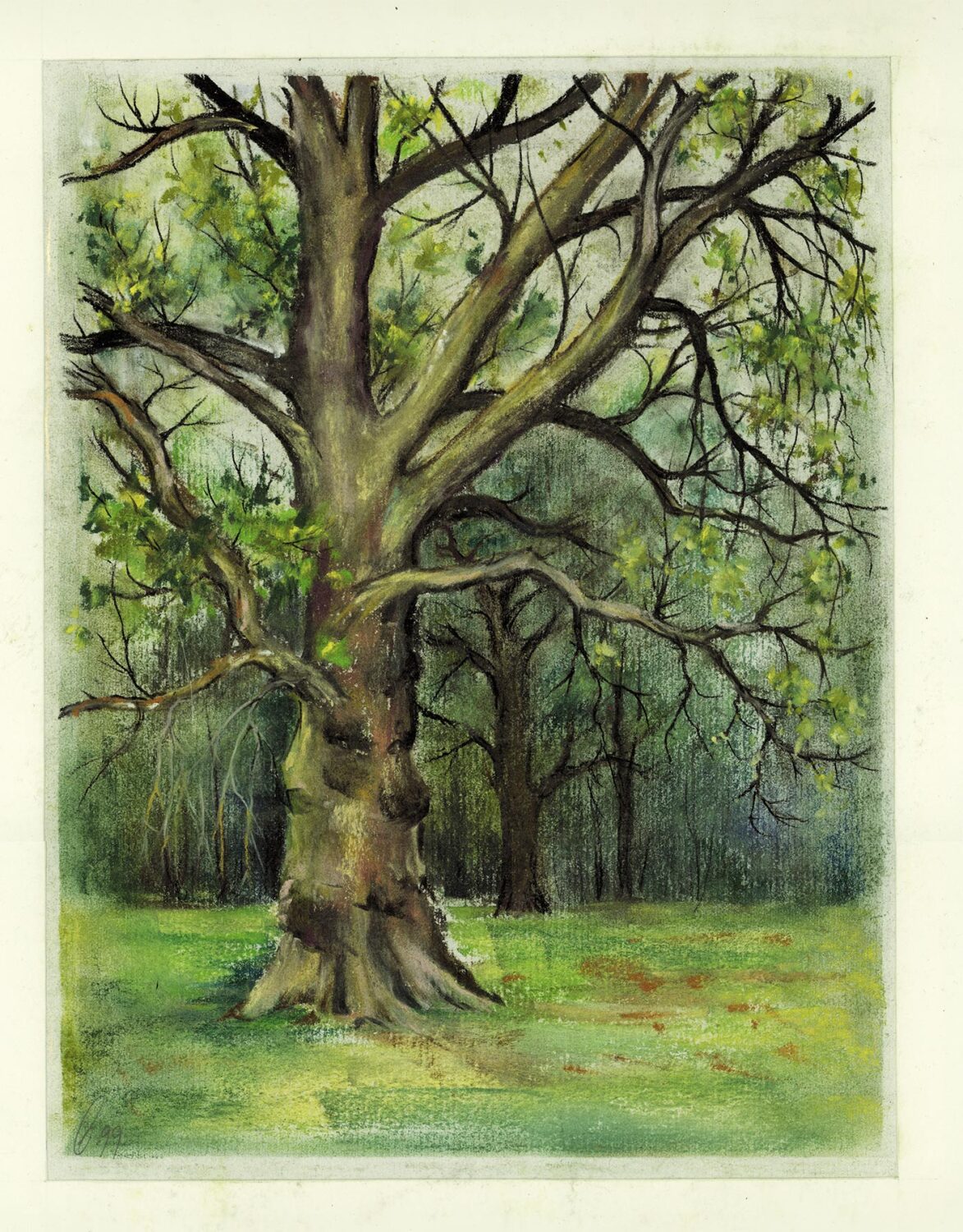 Platanen im Schlosspark Schönhausen, 1999