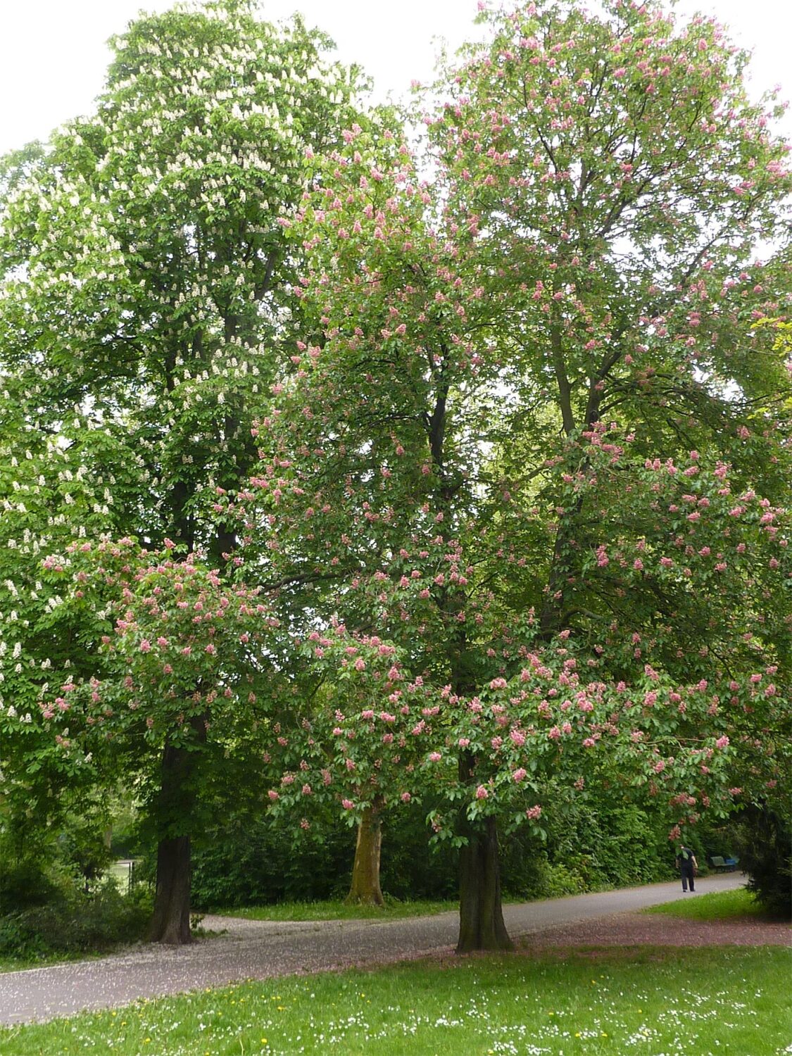 Rosskastanien im Park am Weißen See, 2013.