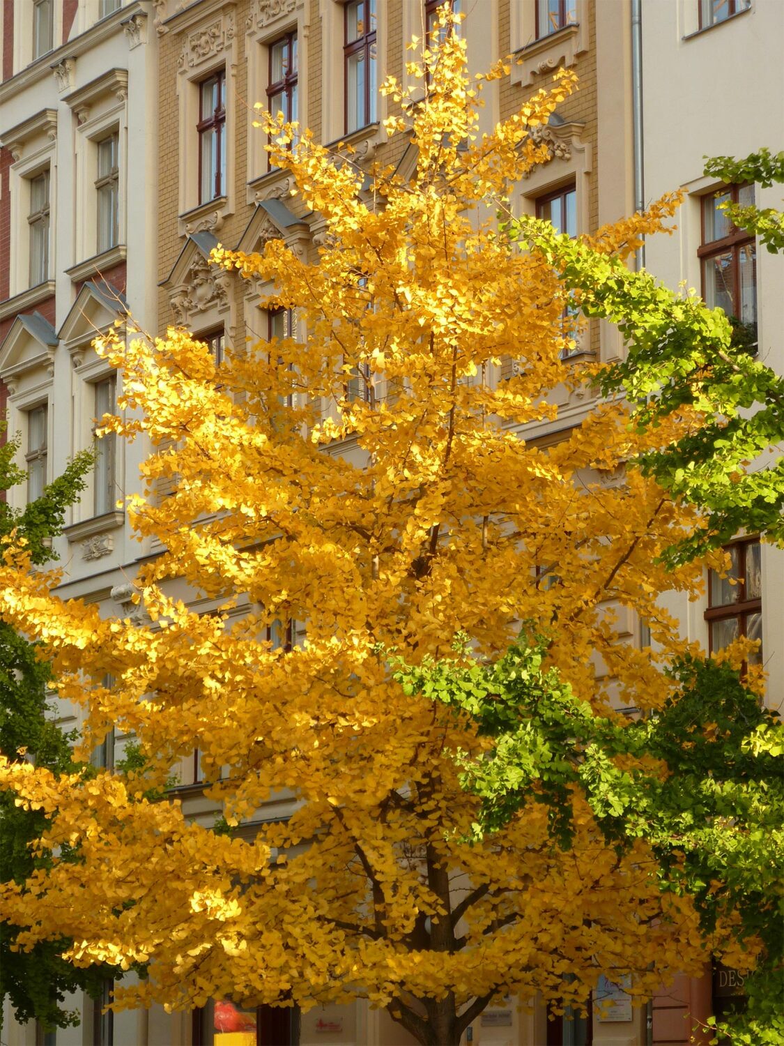 Ginkgo im Herbstlaub
