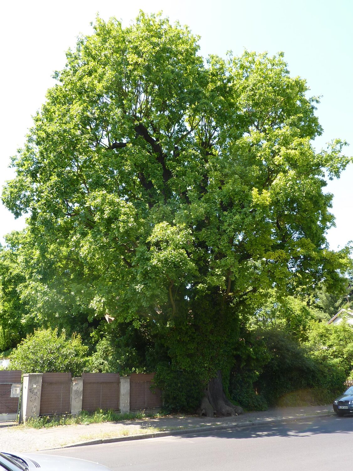 Stieleiche in Pankow, Waldstraße 83, 2013