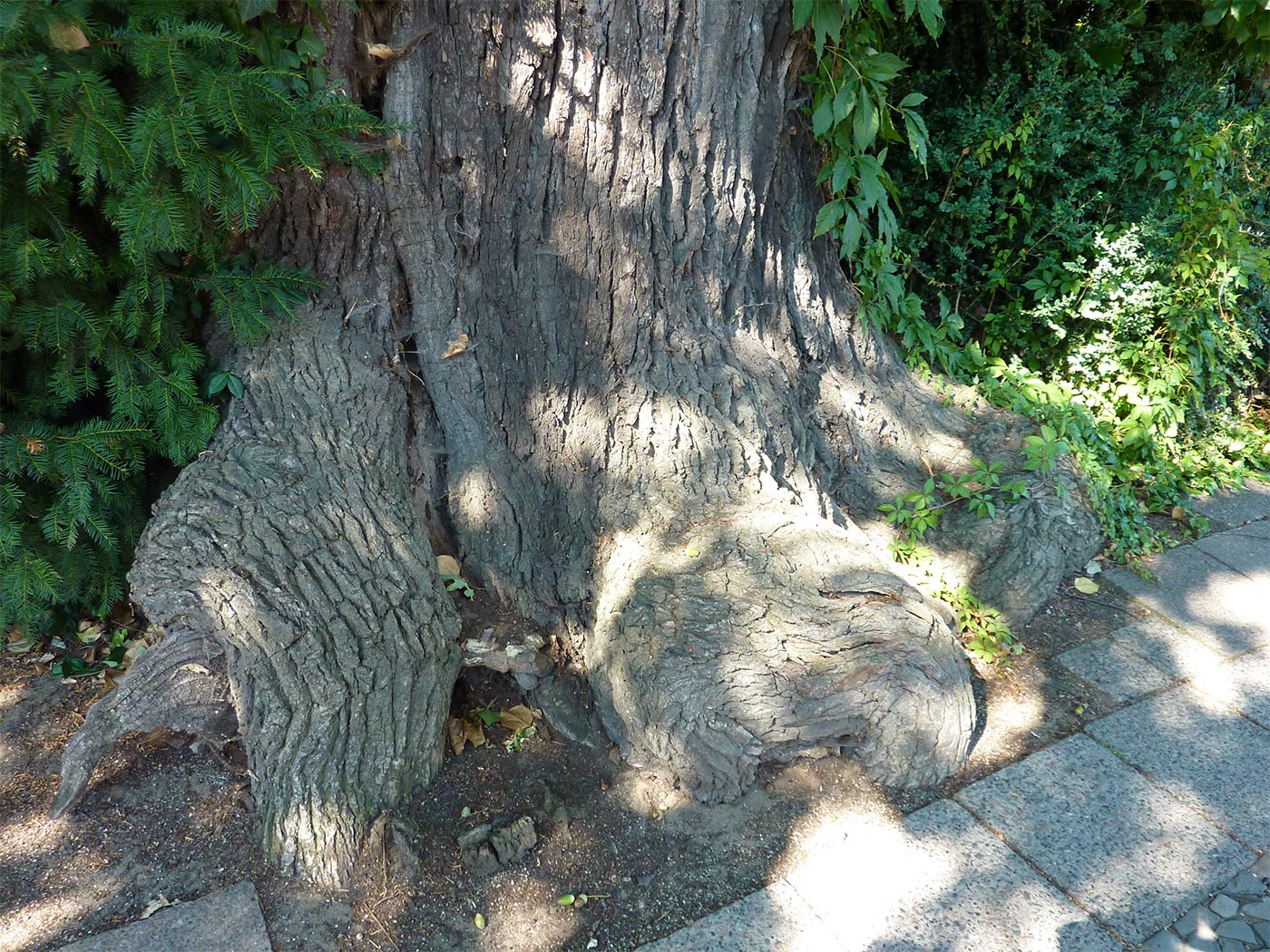 Wurzelbereich der Stieleiche in der Waldstraße in Pankow, 2013