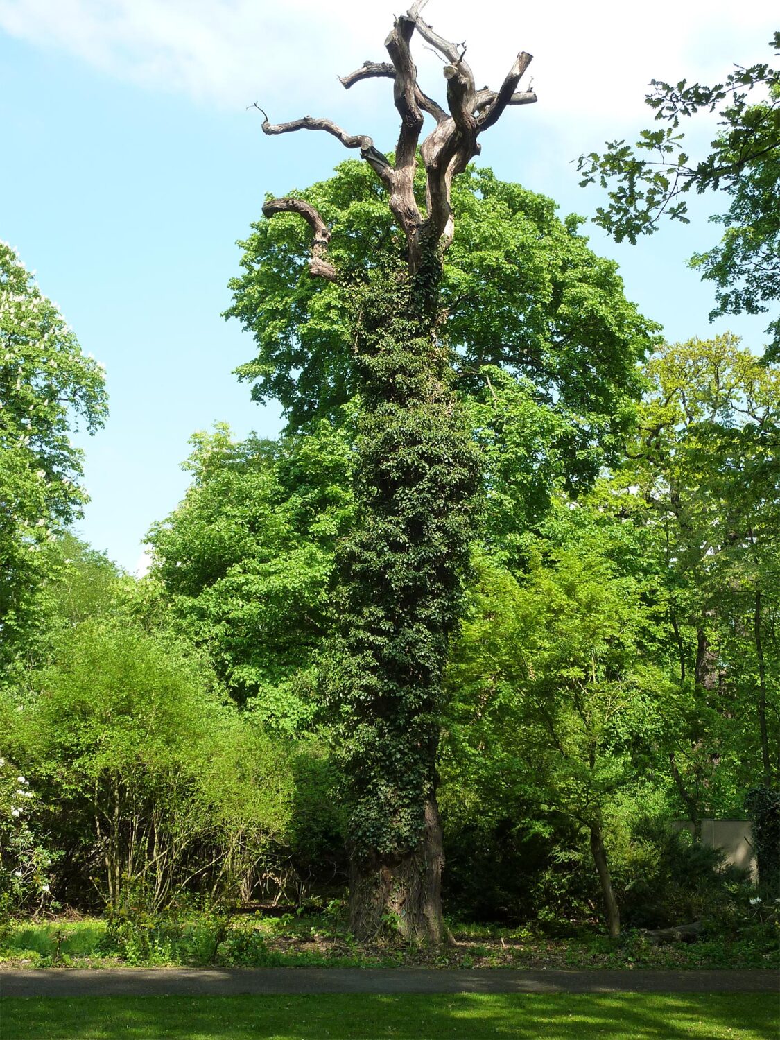 Torso der „Königseiche“ im Schlosspark Schönhausen, 2015.
