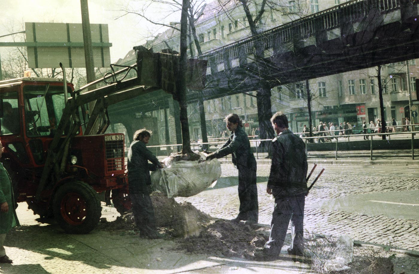 VEB Stadtgrün Prenzlauer Berg beim Pflanzen von Großbäumen