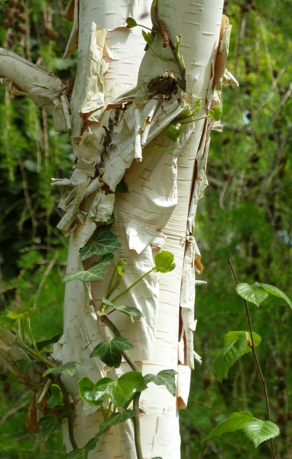Birke, 2013