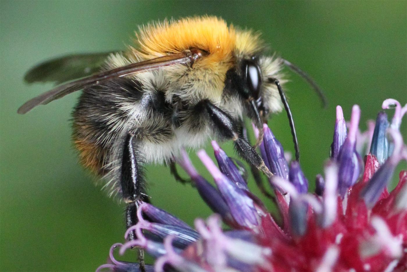 Hummel auf einer Blüte im Kleingarten, 2014
