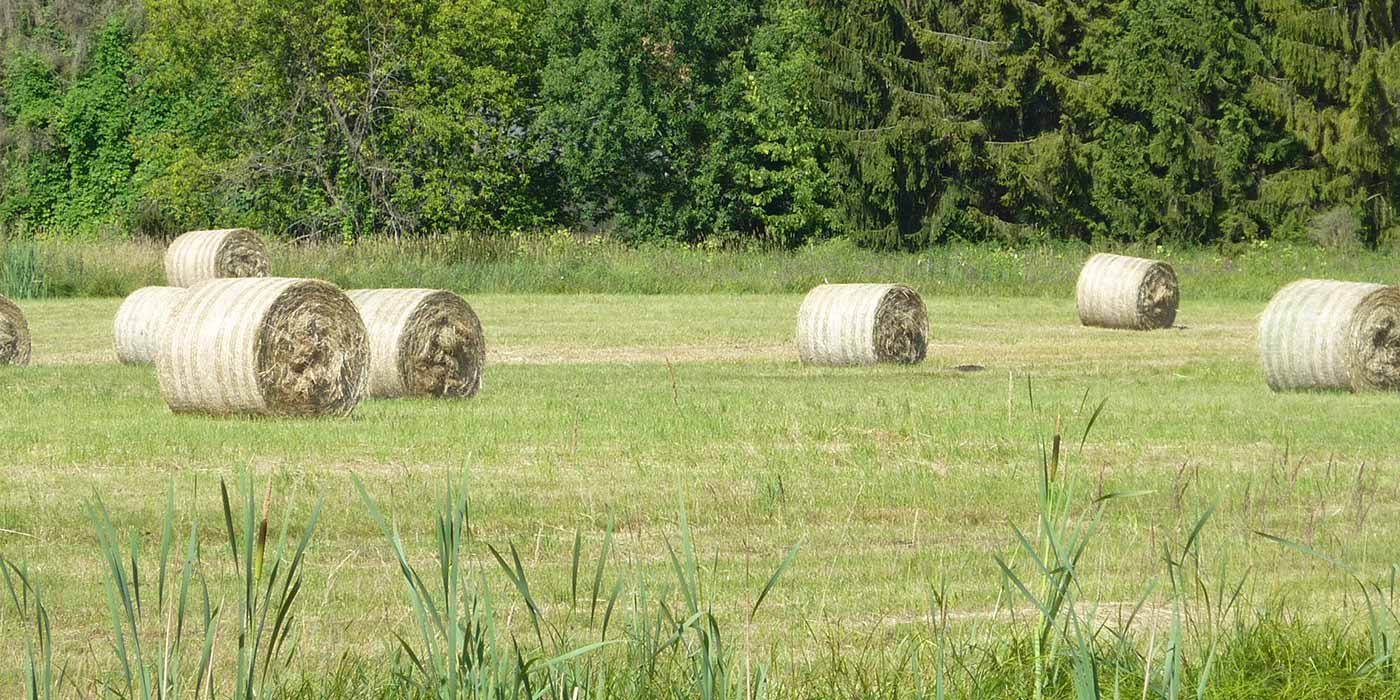 Halboffene Landschaft im Naturschutzgebiet Mittelbruch, 2013