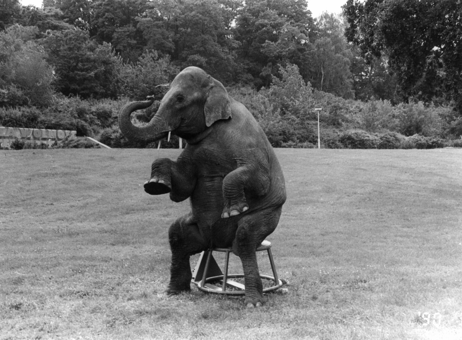 Zirkus Busch gastiert auf der Werneuchener Wiese Foto 1990, Fotograf Paul Nickel