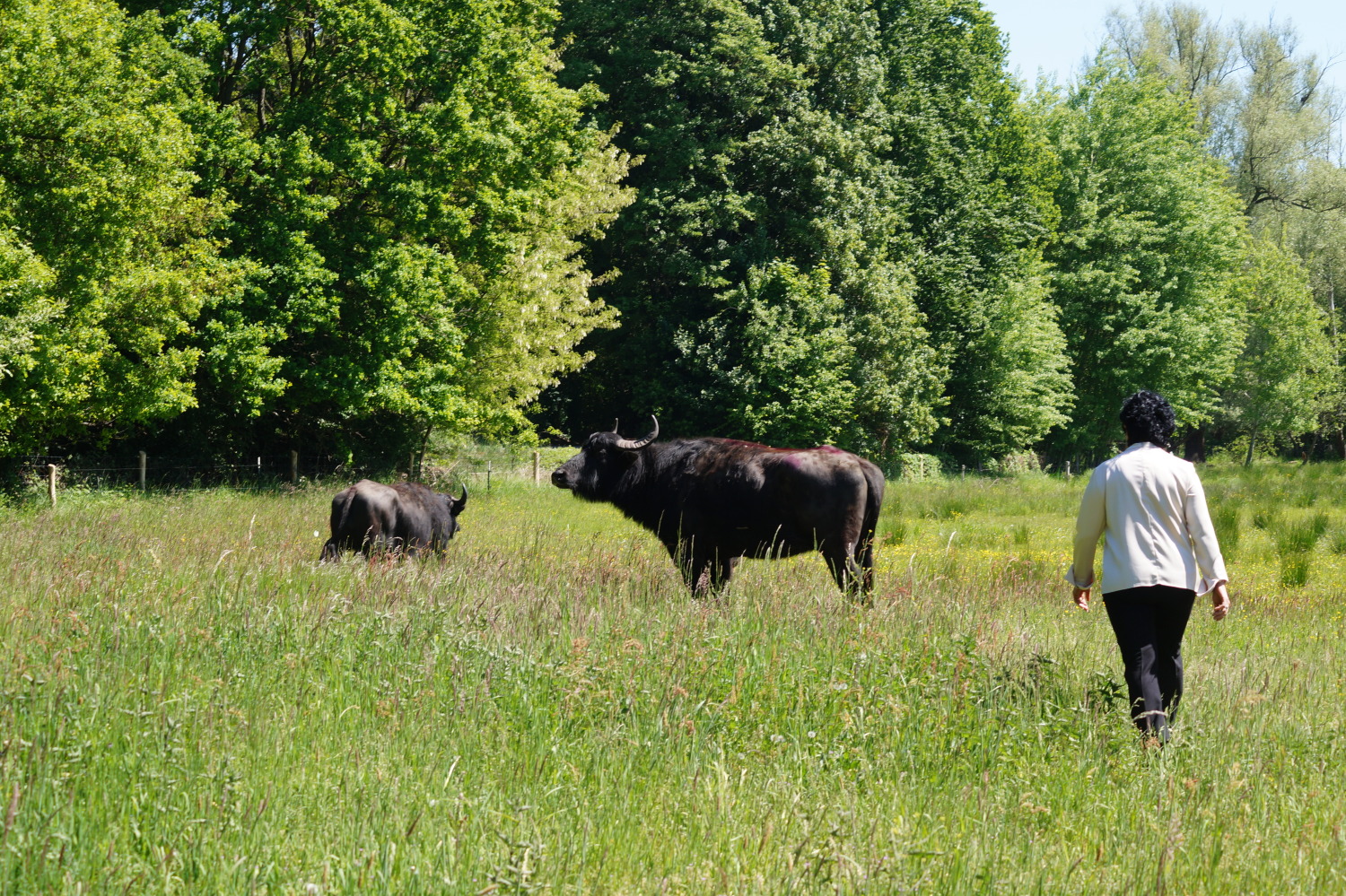 In der Weite des Tegeler Fließ