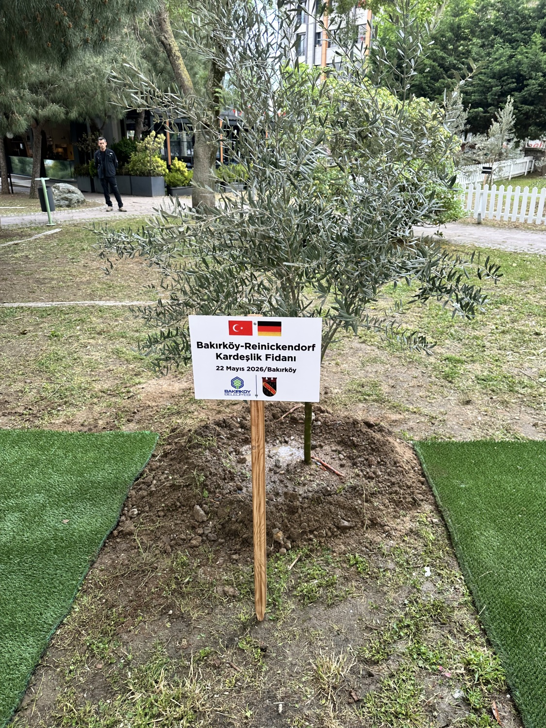 Ein Olivenbaum symbolisiert in Bakırköy die wachsende Städtefreundschaft