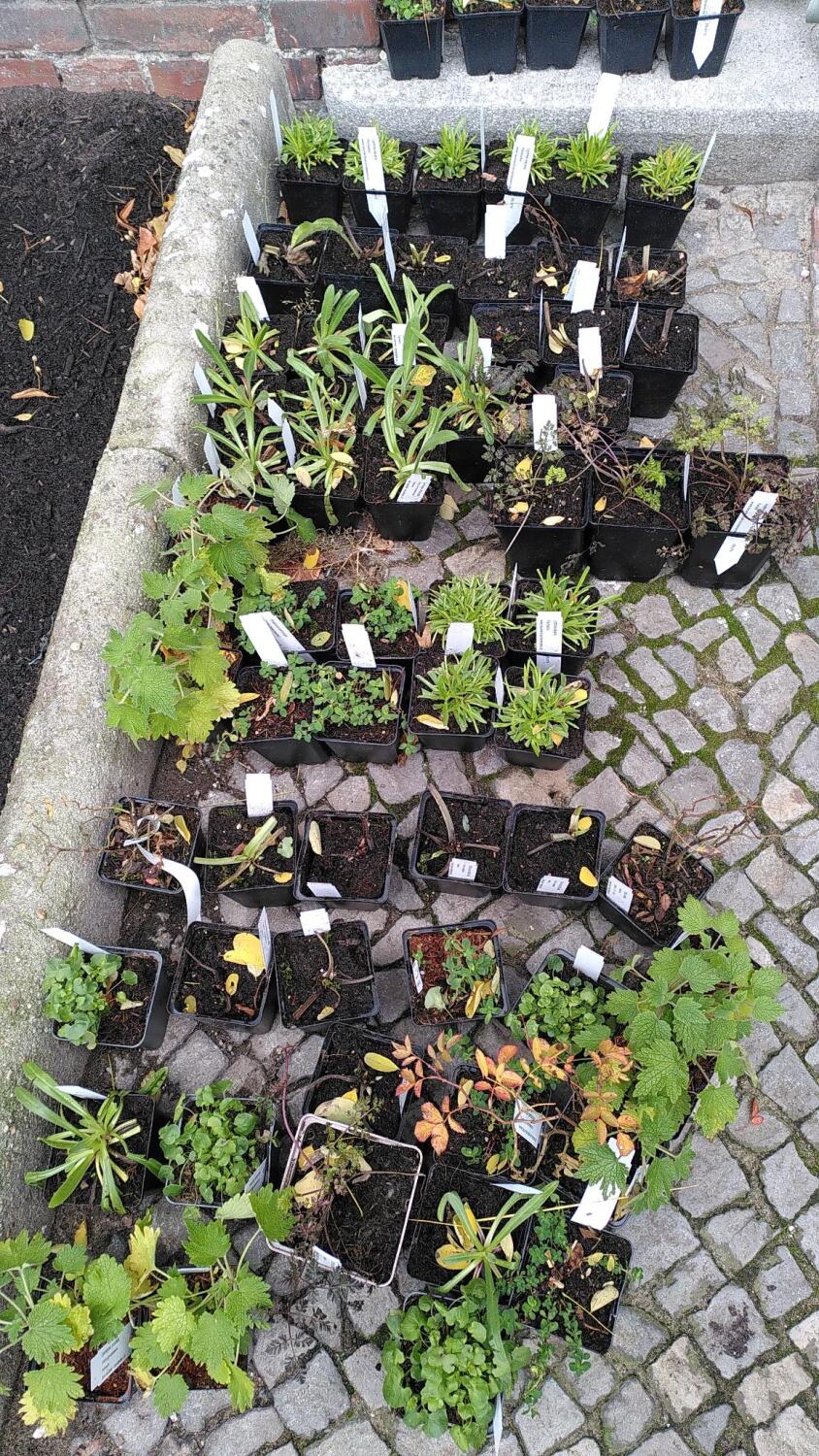 Verschiedene Stauden und Sträucher in Kübeln, fertig zum Einpflanzen