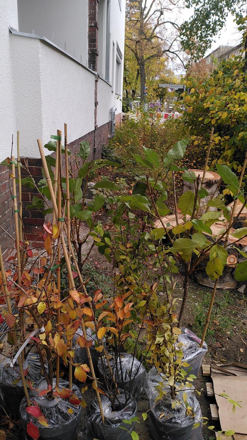 Auch kleine Bäume wurden in der Raschdorfstraße gepflanzt