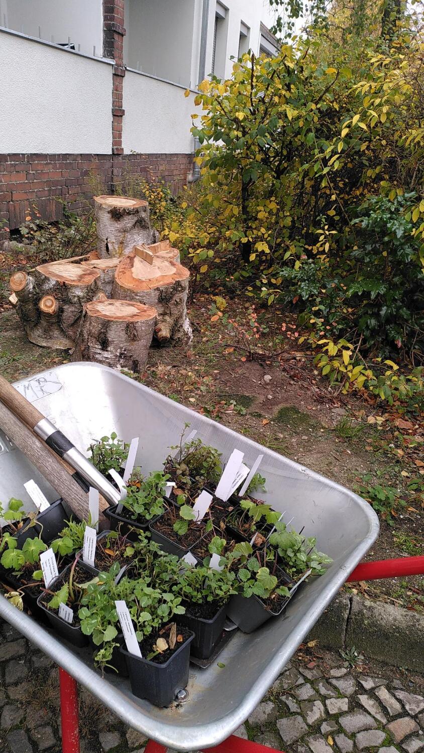 Pflanzaktion - Verschiedene Sträucher in Schubkarre