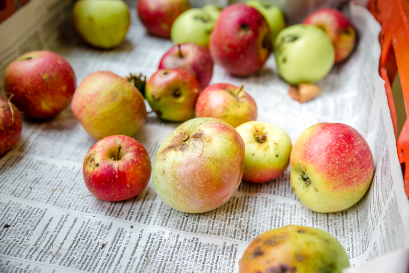 Apfelwerkstatt im SUZ Spandau