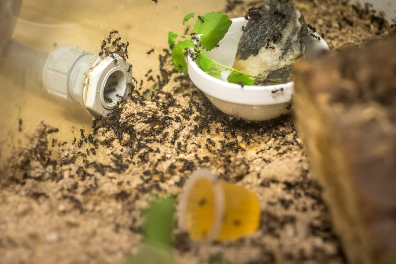 Forscherwerkstatt in der Gartenarbeitsschule