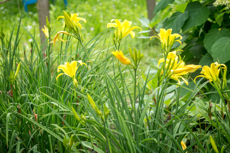 Kräuterschule im SUZ Spandau