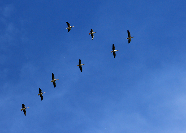 Graugänse unterwegs: als Zugvögel in typischer V-Formation