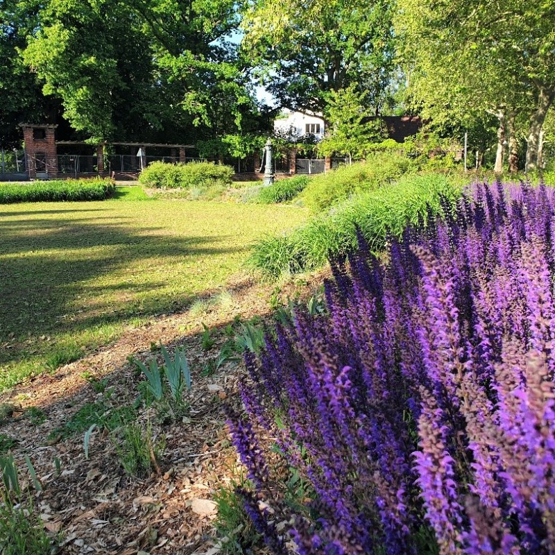 Neupflanzungen auf dem Jürgen-Fuchs-Platz in Dahlem