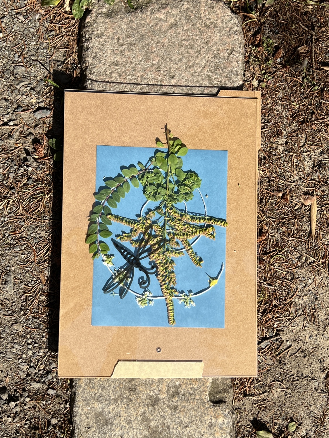 Druckbeispiel 2 für Cyanotypie