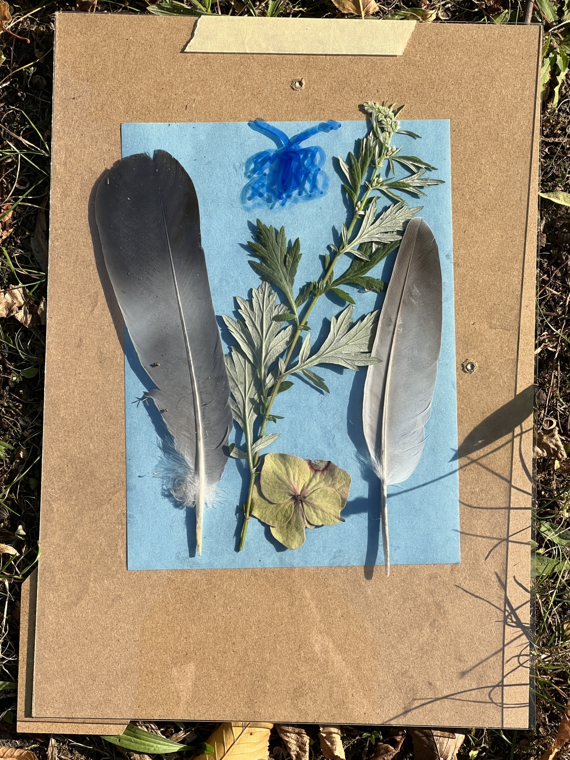 Druckbeispiel 1 für Cyanotypie