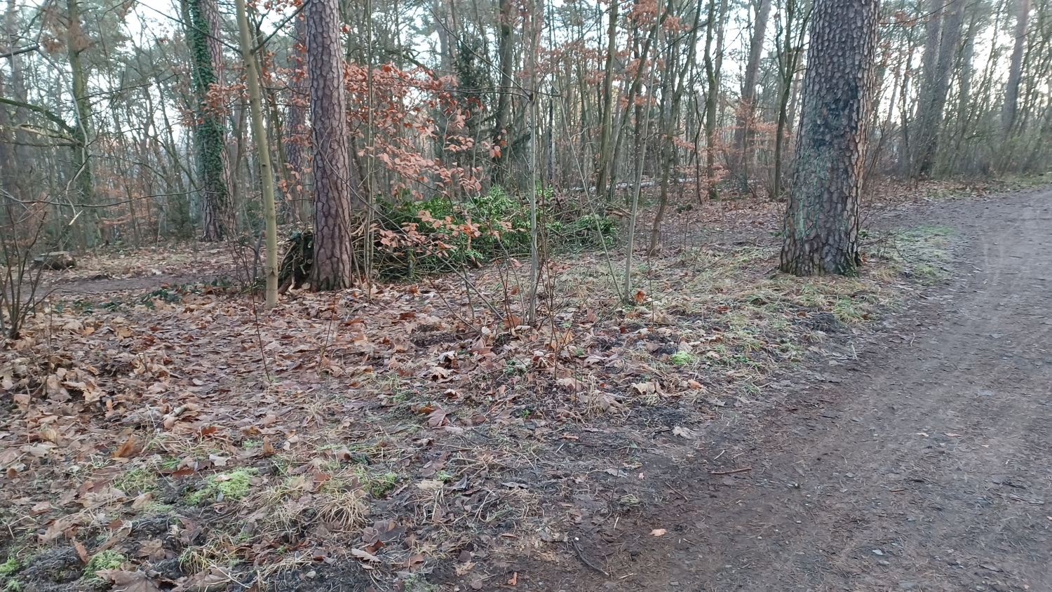 Eindrücke klimasensibler Umbau der Waldparkanlagen an der Krumme Lanke und dem Schlachtensee