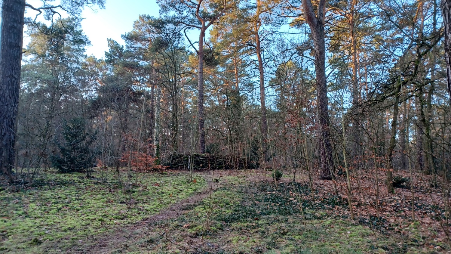 Eindrücke klimasensibler Umbau der Waldparkanlagen an der Krumme Lanke und dem Schlachtensee