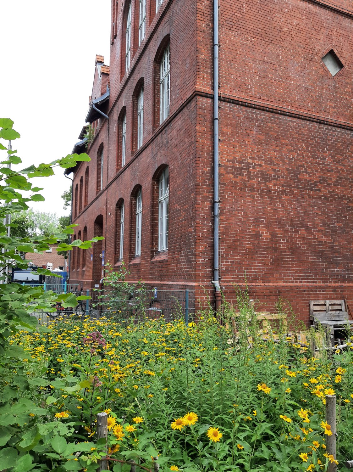 Conrad-Grundschule - Blick auf die Fassade des Altbaus mit Wildblumen im Vordergrund 