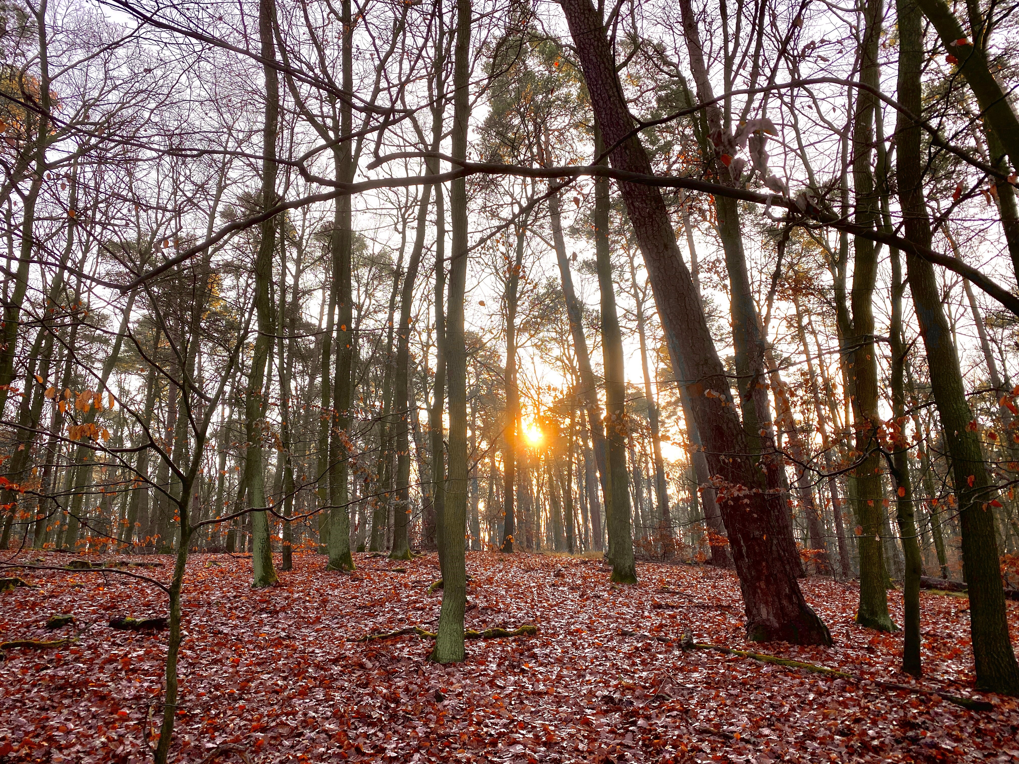 Grunewald im Winter