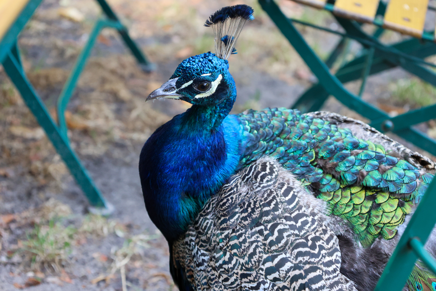 Ein blau-bunter Pfau in Nahaufnahme zwischen Stühlen der Gastronomie bei der Liegewiese