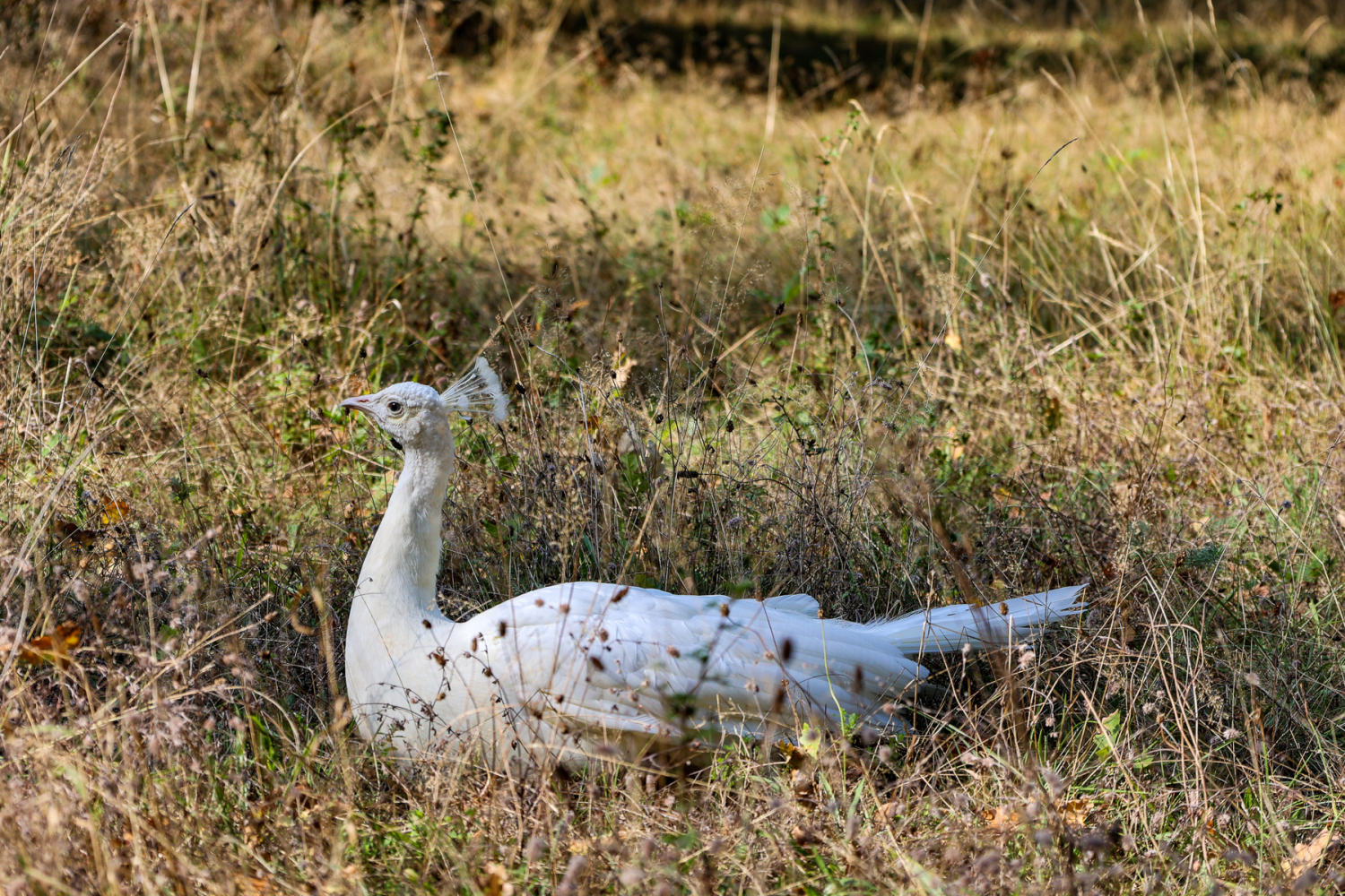Ein weißer Pfau liegt im Gras