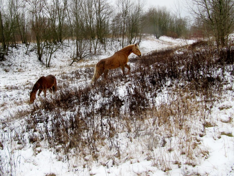 Pferde im Gelände im Winter