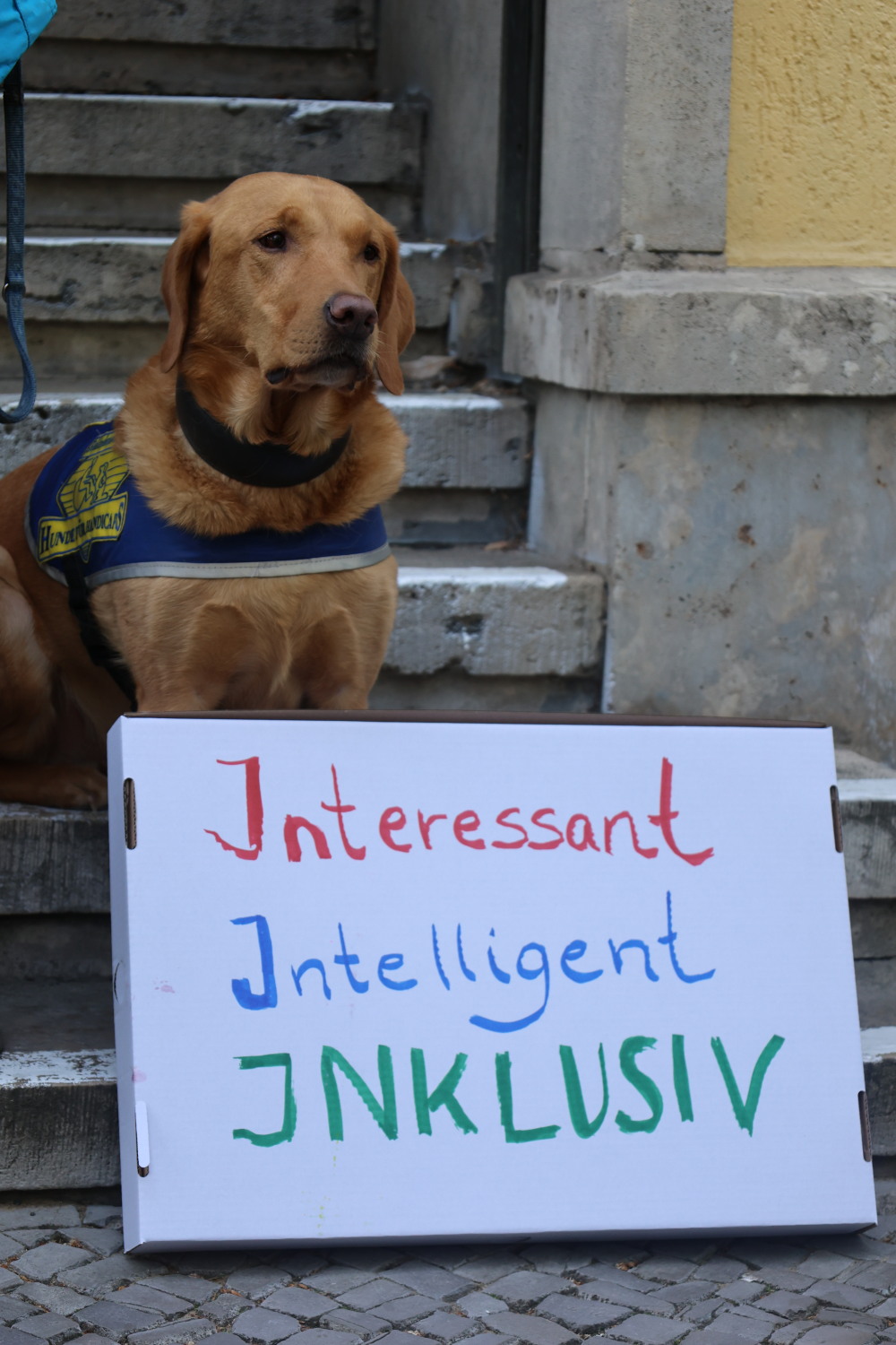 Assistenzhund Quincy ist ein Retriever von Hunde-für-Handicaps. Er sitzt hinter einem Schild auf dem steht "Interessant, Intelligent, Inklusiv".