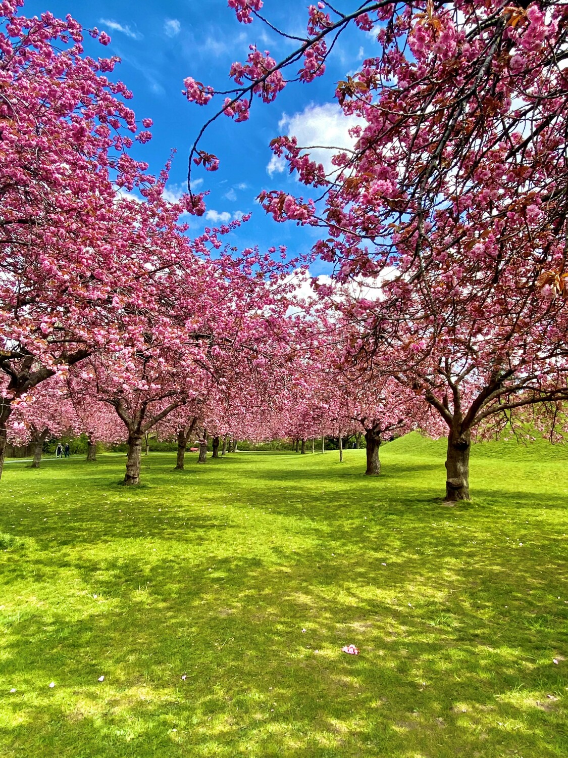 Kirschblütenallee im Lilienthalpark