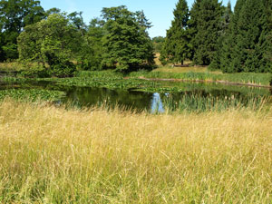 Kleiner See im Botanischen Garten