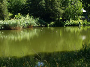 See im Botanischen Garten