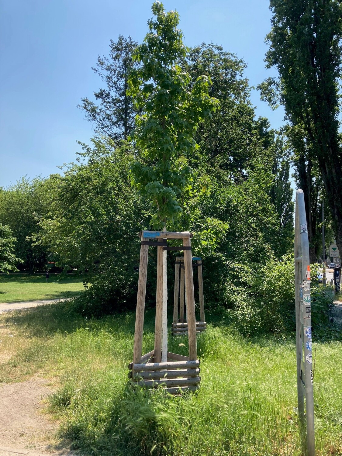 Ein Jungbaum wird von drei Holzpfählen umgeben, die bis zum Ansatz der Baumkrone reichen.