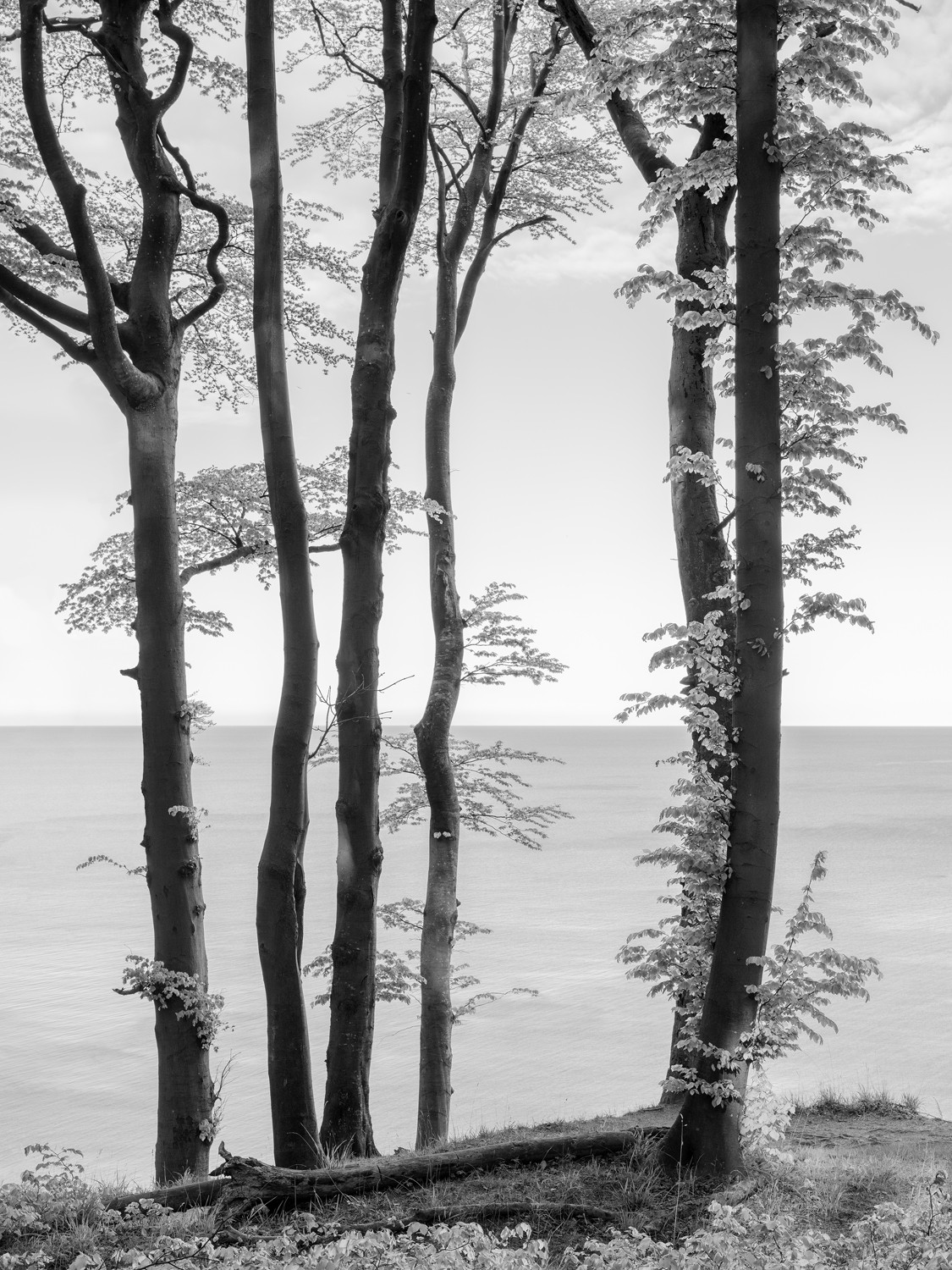 Schwarzweißfotografie von Bäumen